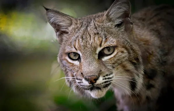 Picture look, face, blur, lynx, wild cat
