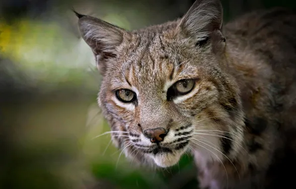 Look, face, blur, lynx, wild cat