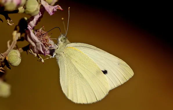 Flowers, butterfly, butterfly