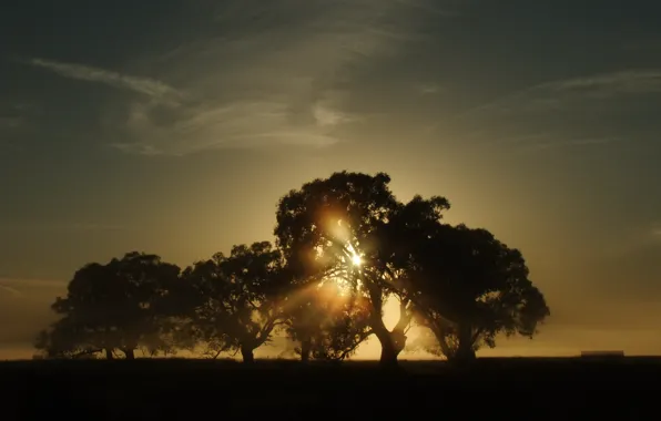 Picture the sun, trees, landscape, nature, morning