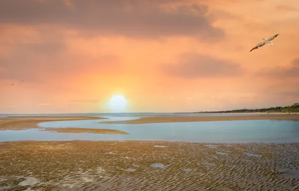 Sand, sea, beach, the sky, the sun, clouds, flight, dawn