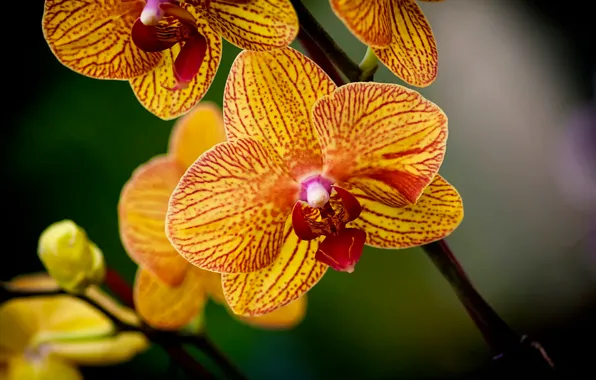 Flower, flowers, Yellow, orchids