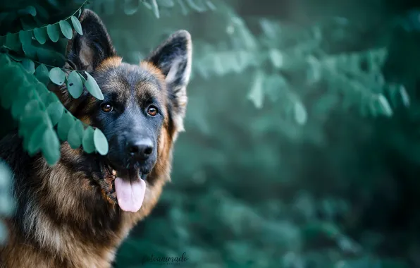 Face, leaves, nature, animal, dog, dog, shepherd