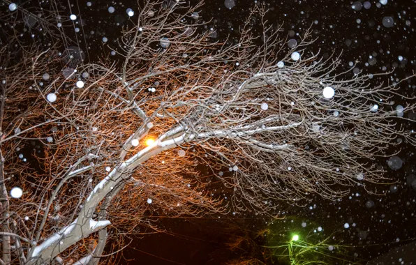 Picture winter, snow, trees, night