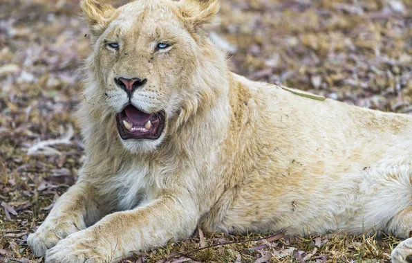 Cat, blue eyes, white lion, ©Tambako The Jaguar