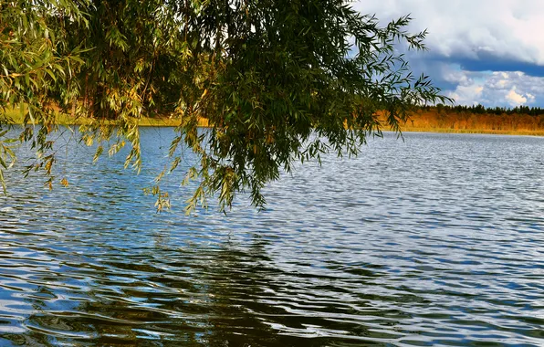 Picture wave, leaves, lake, tree, willow