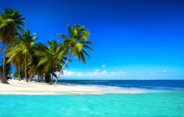 Picture sea, beach, tropics, palm trees