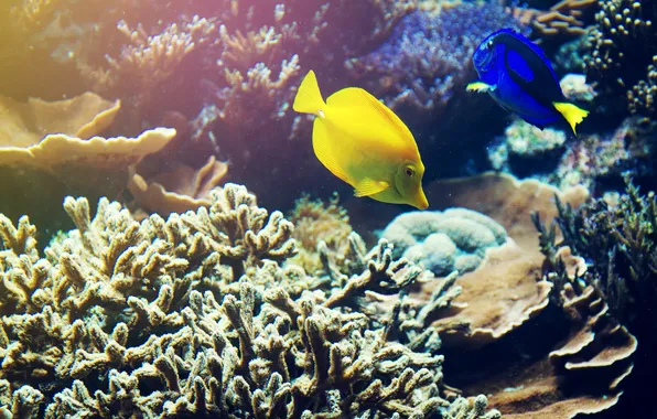 Picture beautiful, animal, fish, coral, red sea