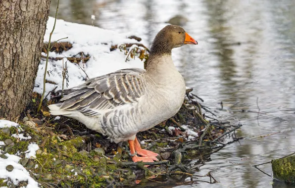 Winter, snow, branches, tree, bird, shore, pond, goose
