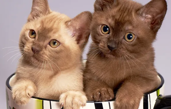 Look, cats, kitty, background, kittens, pot, kitty, a couple