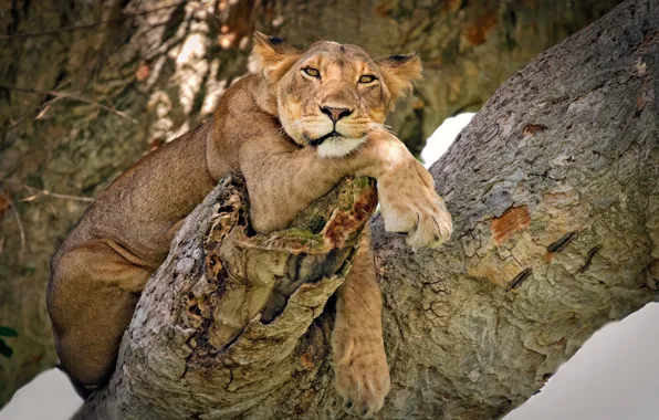 Picture look, pose, tree, model, lioness, wild cat, on the tree