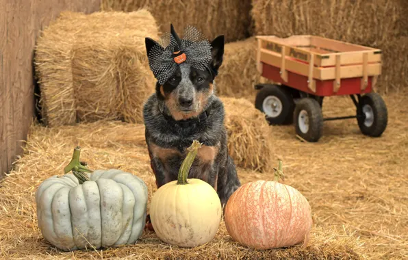 Picture each, dog, pumpkin, Halloween