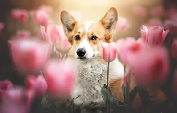 Dog, tulips, Corgi