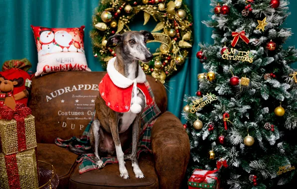 Look, balls, pose, room, sofa, dog, Christmas, costume