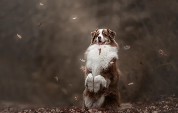 Autumn, language, branches, pose, Park, dog, paws, falling leaves