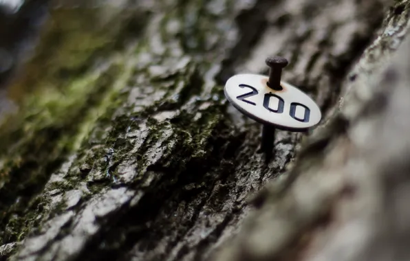 Macro, room, 200