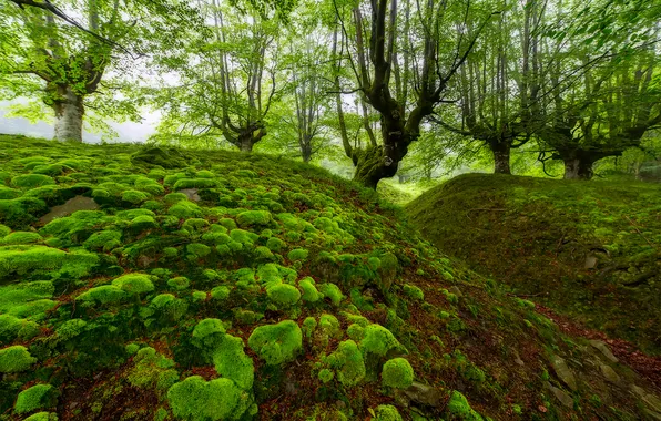 Forest, trees, moss, the ravine, Spain, beech, Biscay