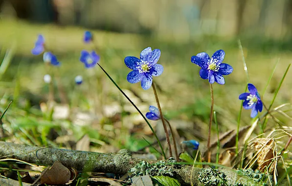 Leaves, flowers, blue, a blade of grass