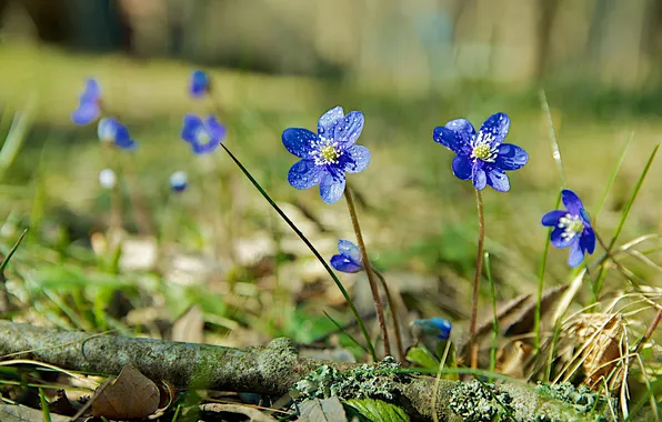 Picture leaves, flowers, blue, grass