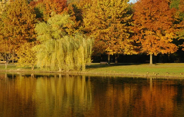 Autumn, water, trees, lake, Park, foliage, ruffle, track