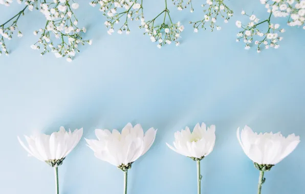 Flowers, background, white, white, chrysanthemum, flowers, spring, tender