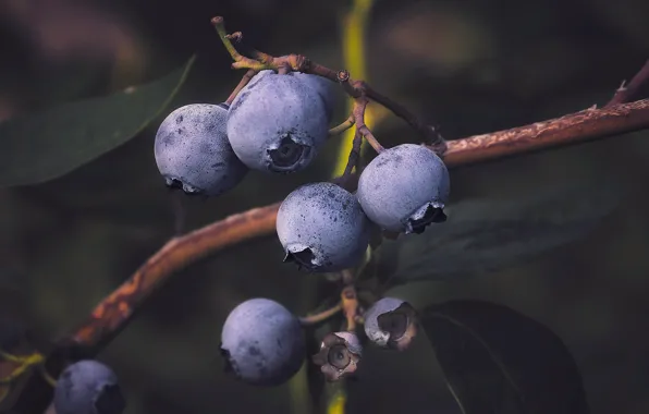 Picture macro, branches, berries, the dark background, blueberries
