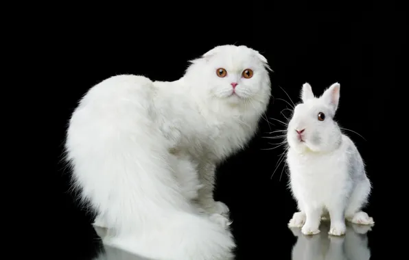 Cat, look, portrait, rabbit, white, black background, fluffy, Natalia Lays