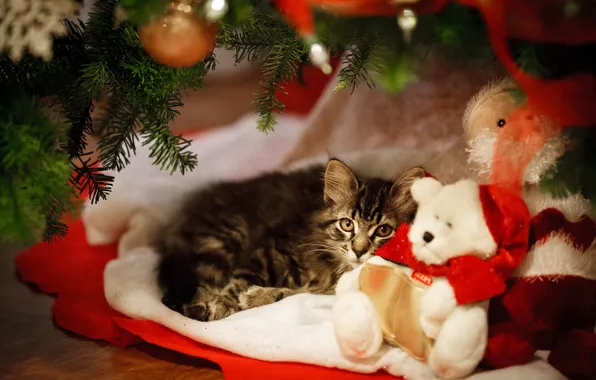 Picture cat, look, toy, tree, new year, bear, lies, kitty