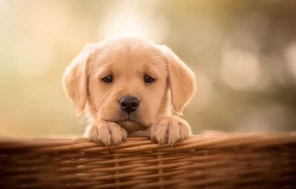Picture look, background, basket, dog, puppy, face, doggie, Labrador Retriever