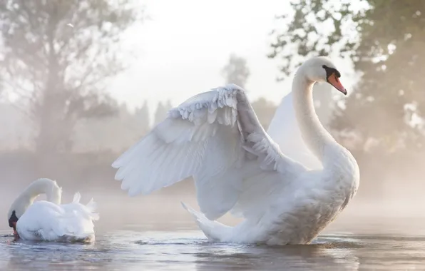 Water, fog, wings, pair, swans