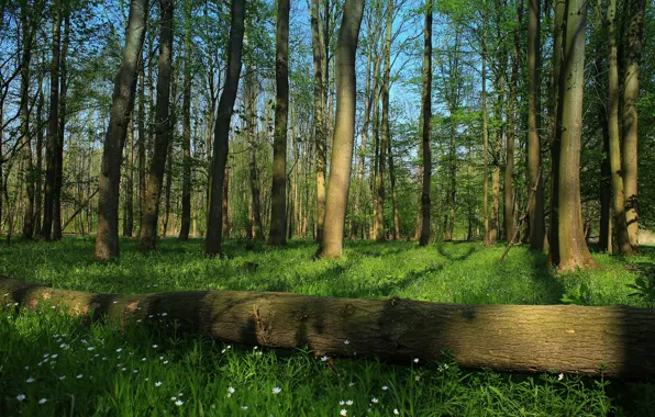 Greens, forest, grass, light, trees, flowers, branches, nature