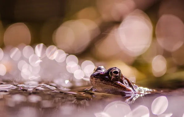 Picture eyes, look, water, macro, light, glare, pond, background