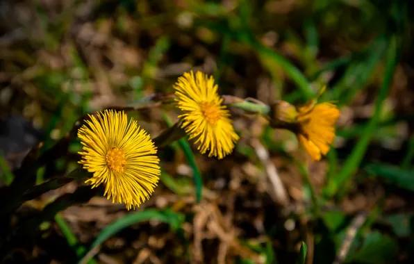 Picture macro, flowers, yellow, dandelion, spring, mother and stepmother