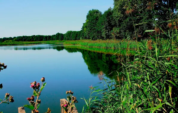 Picture forest, the sky, trees, flowers, river