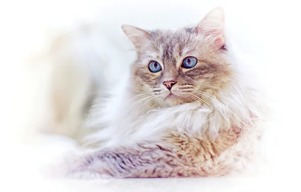 Cat, look, muzzle, blue eyes, light background, Ragdoll