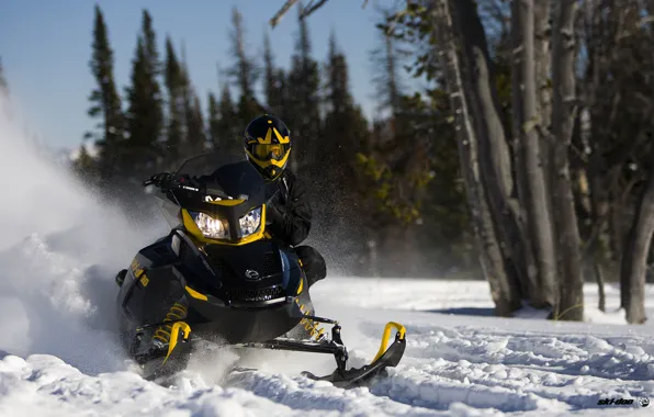 Picture Trees, Snow, Forest, Black, Snowmobile, Snowmobile, Ski-Doo, BRP