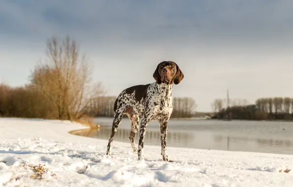 Winter, the sky, snow, lake, dog, Poynter