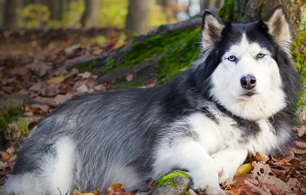Picture each, dog, lies, husky