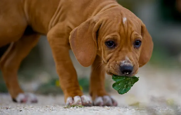 Picture dog, leaf, dog
