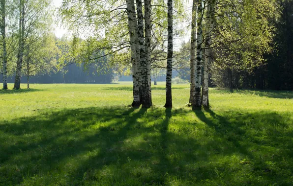 Picture Spring, sun, Pavlovsk, birch. grass