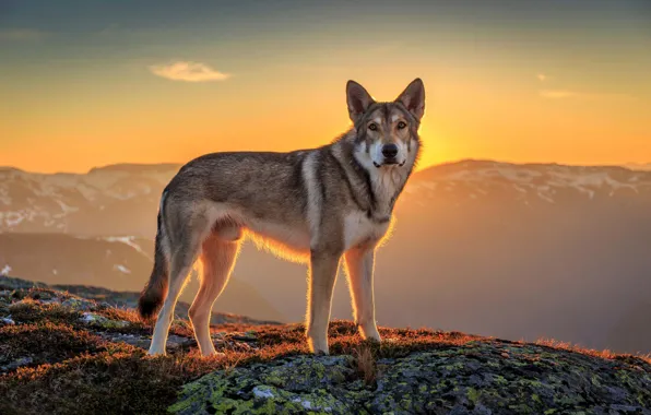 Look, the sun, landscape, each, dog, wolfdog