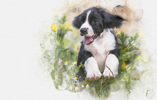 Summer, flowers, paper, jump, figure, graphics, dog, divorce