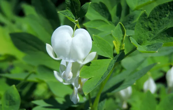 Leaves, flowers, nature, plant