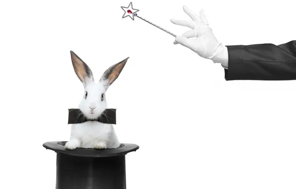 Picture hare, hand, focus, hat, white background, wand, ears