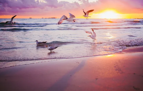 Sea, sunset, birds