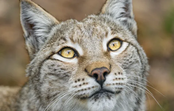 Cat, look, face, lynx, ©Tambako The Jaguar