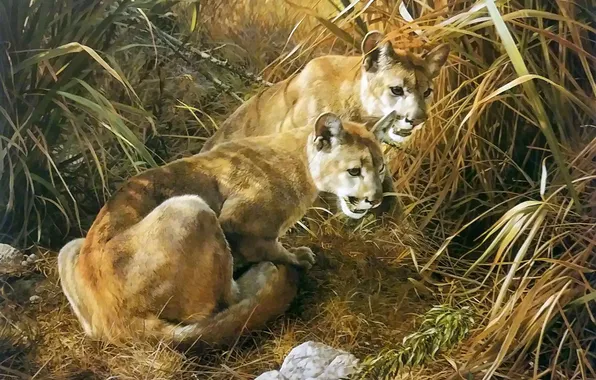 Grass, Picture, Two, Predators, Carl Brenders, Big Cats, Cougars, Shadows in the grass-Young Cougars
