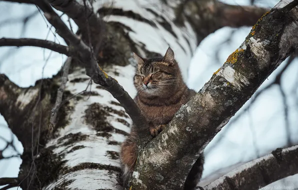 Cat, birch, on the tree, Evgeny Salnikov