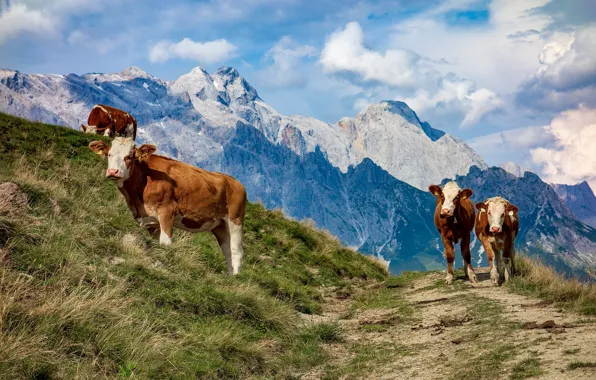 Mountains, Austria, cows
