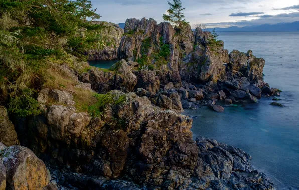 Sea, the sky, clouds, trees, stones, rocks, coast, the evening